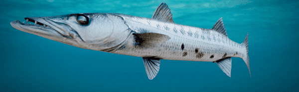 Inshore Fishing Ultimate Guide 8 Barracuda