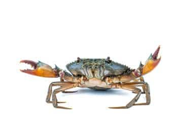 A saltwater fishing guide for beginners 10 The Choice Of Baits For Saltwater Fishing