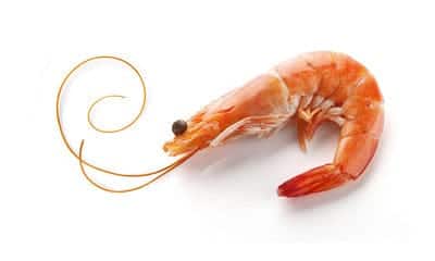 The Choice Of Baits For Saltwater Fishing