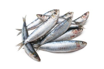 The Choice Of Baits For Saltwater Fishing
