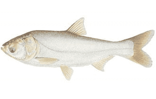 The best bait for catfish fishing