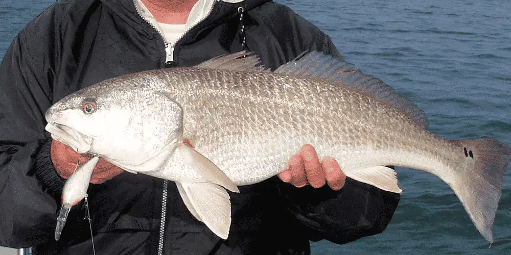 3 best redfish reels redfish fishing tips