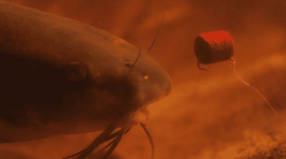 The best bait for catfish fishing