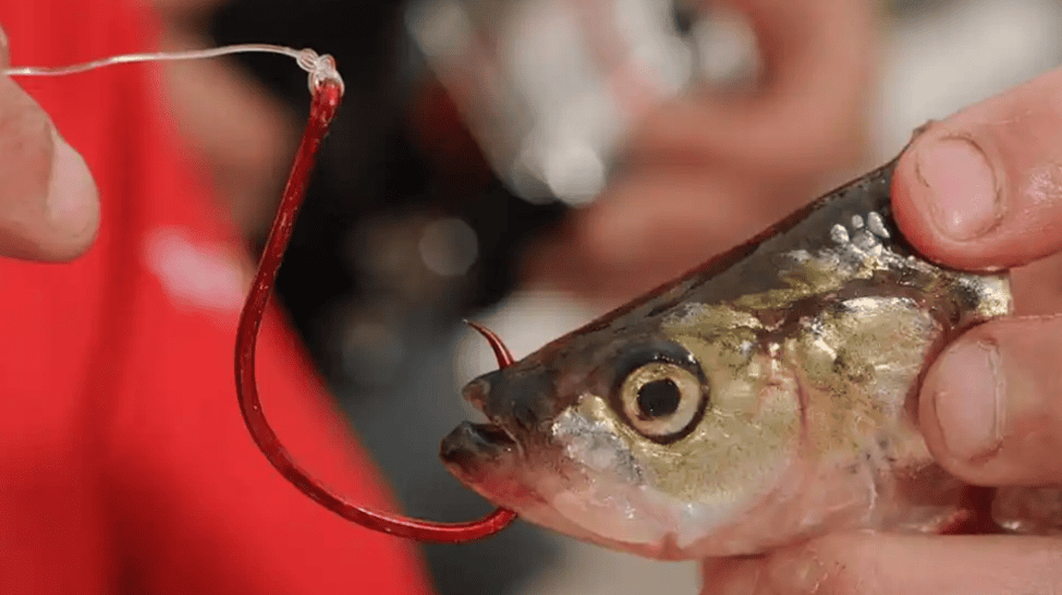 4 common catfish fishing guides 5 The best bait for catfish fishing
