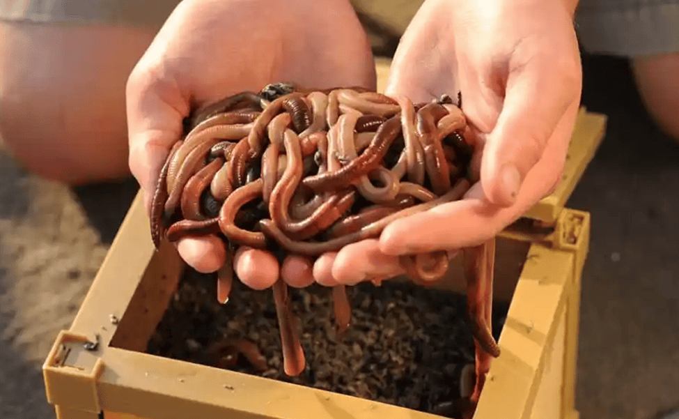 The best bait for catfish fishing