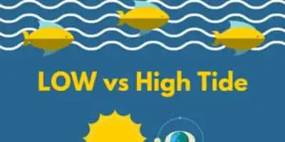 Navigating the Tides: A Beginner's Guide to Fishing in Washington DC 8 Banner Low HighTide