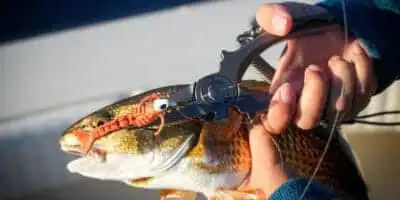 Level Up Your Fishing Game: A Beginner's Guide 6 BassFish