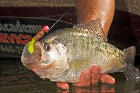 Buying Guides | Spinning Reel Fishing for Beginners 12 Crappie