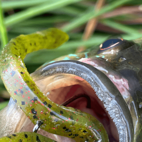 Fish with lure in its mouth