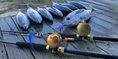 Reel in the Biggest Catch Yet with Our Handpicked Best Offshore Trolling Reels