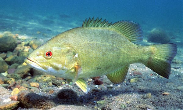 smallmouth bass