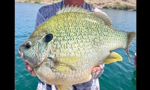 Buying Guides | Spinning Reel Fishing for Beginners 11 spinning fish