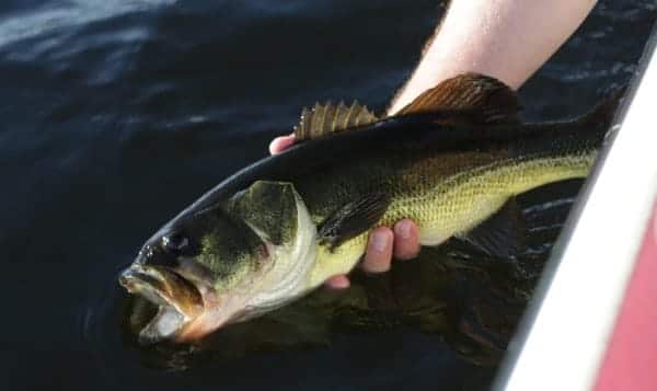 bass fishing