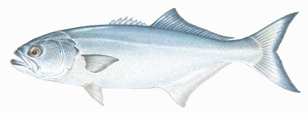 A saltwater fishing guide for beginners 6 The Most Common Saltwater Fish