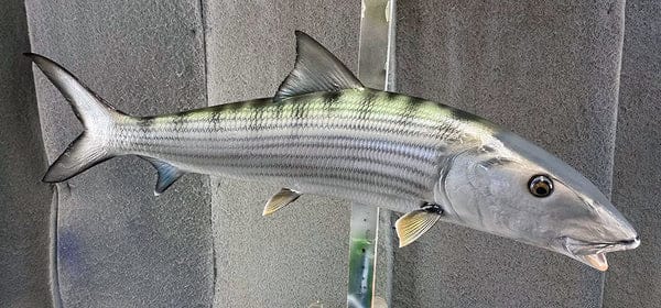 Inshore Fishing Ultimate Guide 6 Bonefish