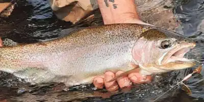 How to rig a rooster tail for success? 9 cut Rooster Tail Grand Slam main