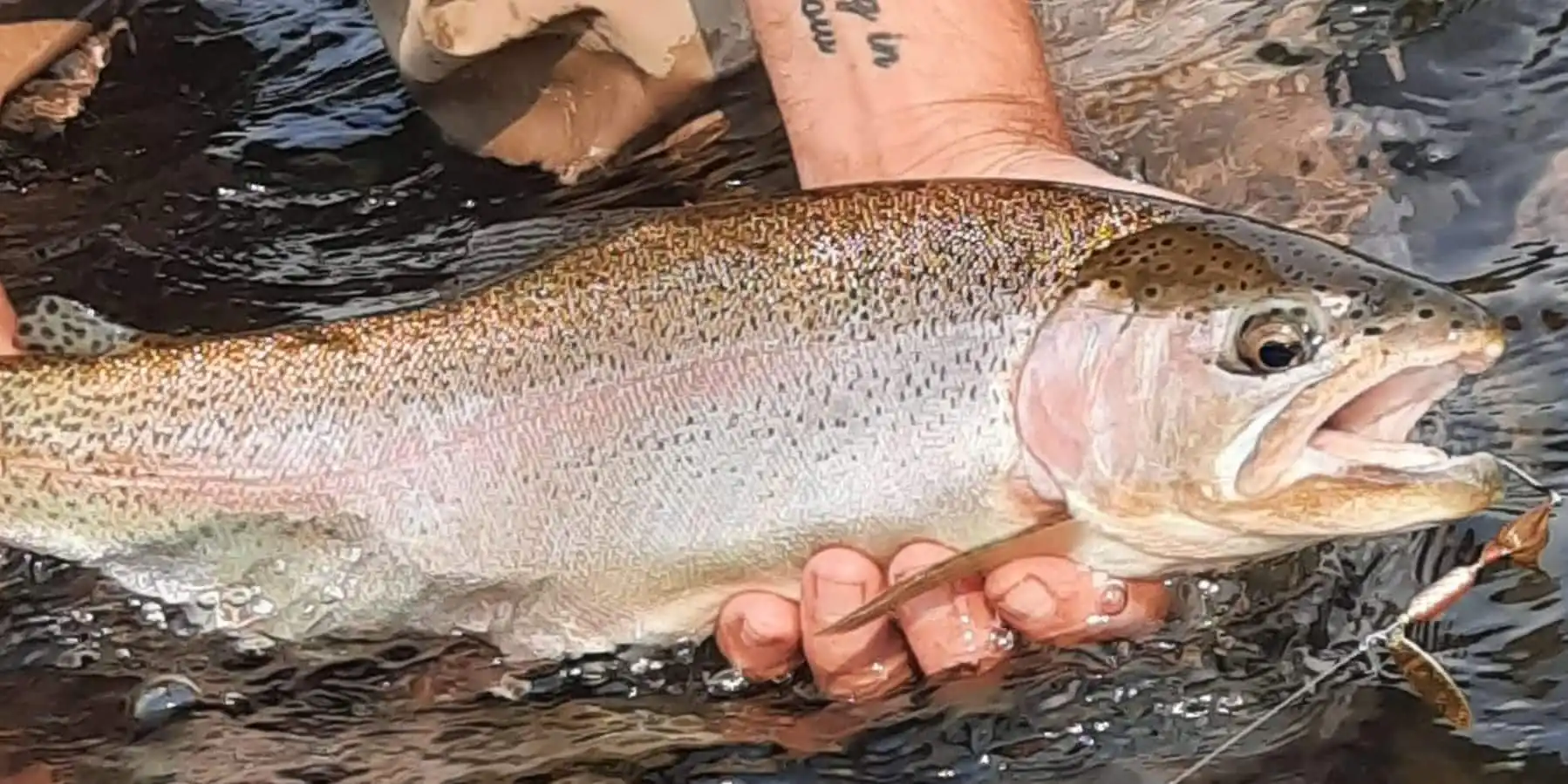 cut Rooster Tail Grand Slam main