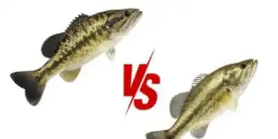 Largemouth vs. Spotted Bass: A Visual Guide to Identifying These Popular 8 cut spotted bass vs largemouth bass