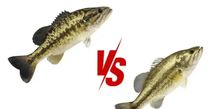 cut spotted bass vs largemouth bass