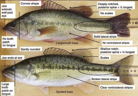 Comparison of largemouth and spotted bass