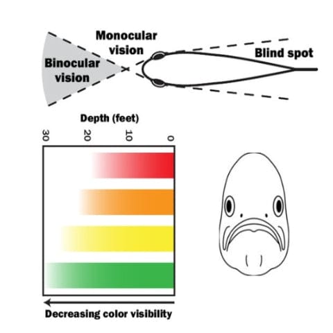 Fish vision and color visibility chart.