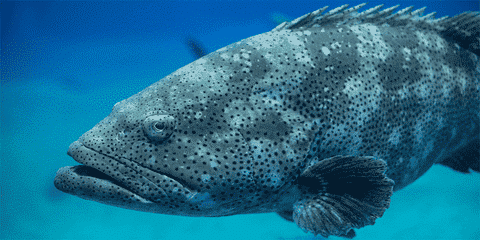 Best Reels for Grouper Fishing in Florida in Winter 5 Tips for Fishing for Grouper