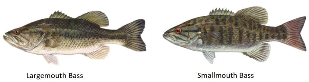 Smallmouth VS Largemouth 2 smallmouth bas largemouth bass