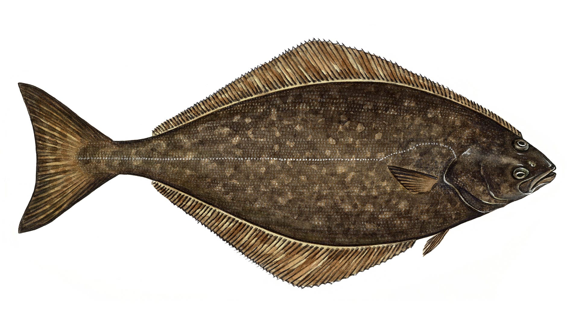 The Most Common Saltwater Fish