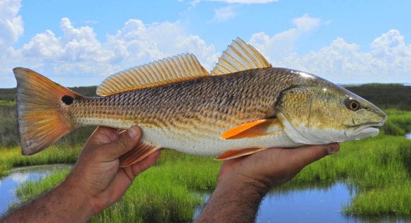 redfish