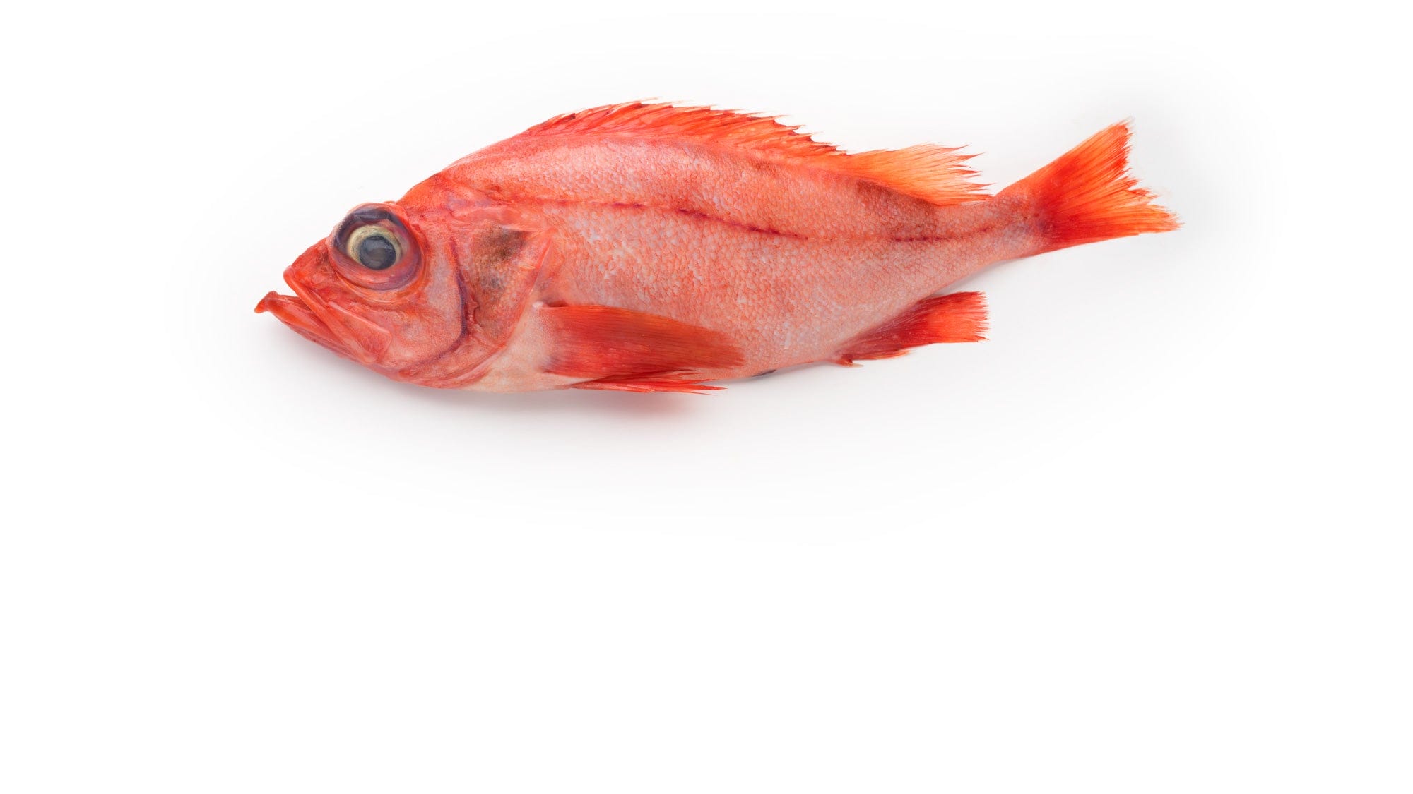 A saltwater fishing guide for beginners 5 The Most Common Saltwater Fish