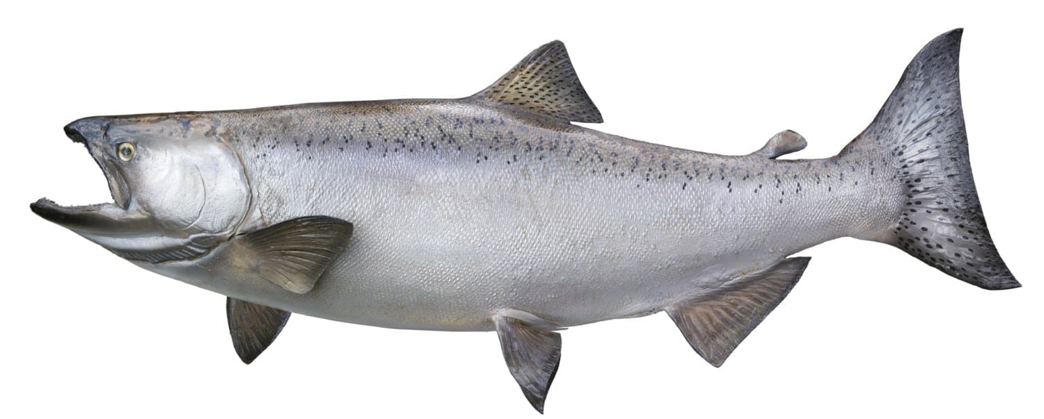 The Most Common Saltwater Fish