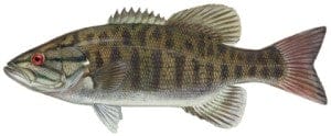 Smallmouth Bass Fishing Tips 2 smallmouth bass