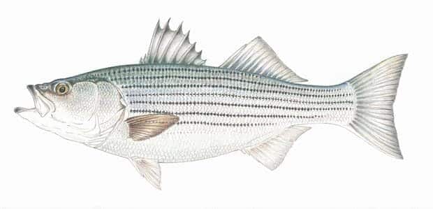 A saltwater fishing guide for beginners 3 The Most Common Saltwater Fish