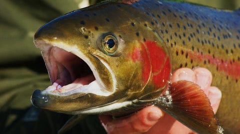 Trout Fishing Guide and Best Tackle Recommendations 2 Trout Fishing Guide and Best Tackle Recommendations