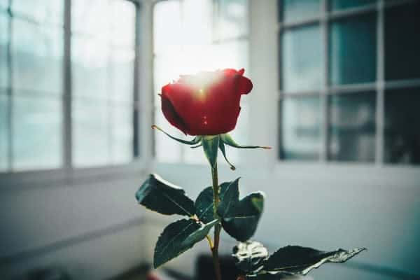 Valentine's Day Tips For Anglers 2 red-rose-in-window-light