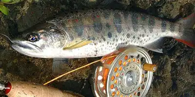 The Art of the Drift: A Beginner’s Guide to Fly Fishing & Essential Gear 9 cut tokyo01