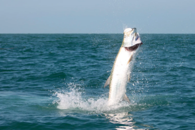 Conquering the Silver King: The Ultimate Guide to Tarpon Fishing and Reel Upgrades 2 1280X1280 1