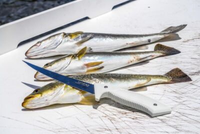 The Last Fillet Knife You’ll Ever Buy? A Captain’s Honest Review of the Gomexus G-Knife 5 Gomexus G-Knife placing on a white cleaning table with scratches next to fresh spotted seatrout.